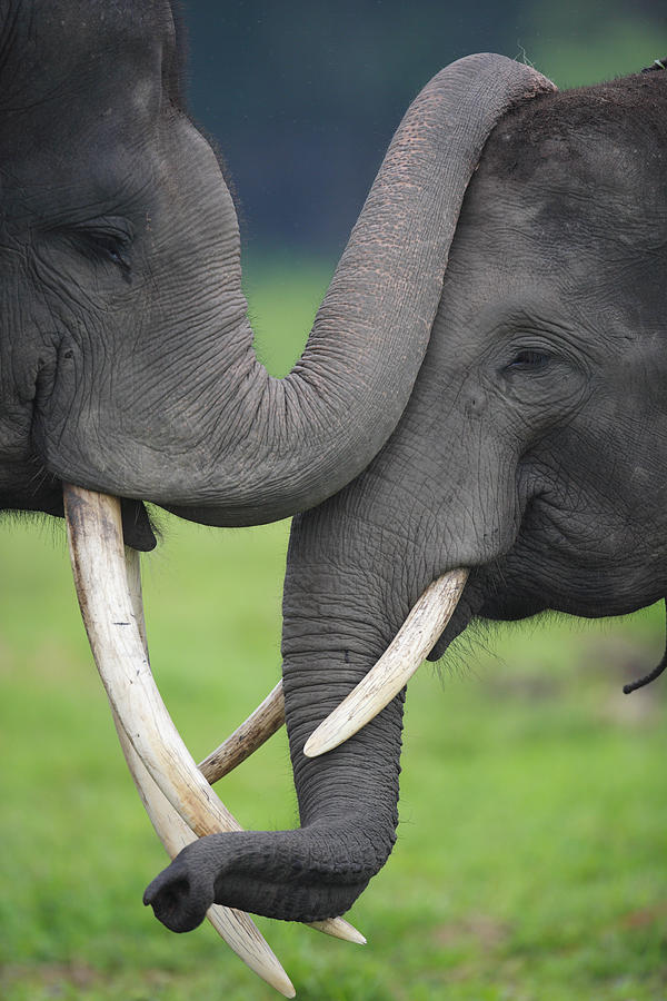 Elephant Greeting