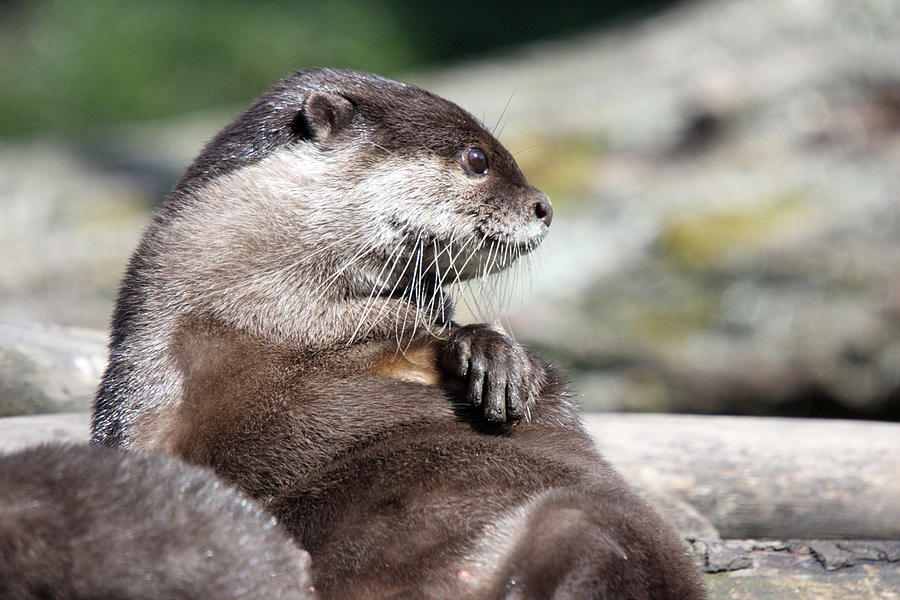 Hairy college otter chance first time