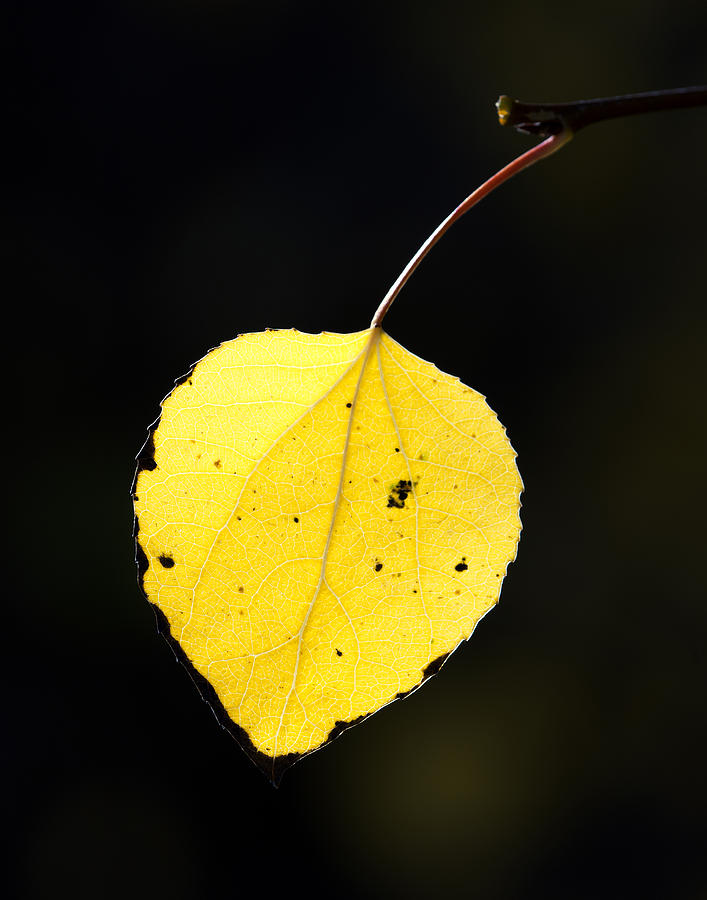 Aspen Leaf Pictures