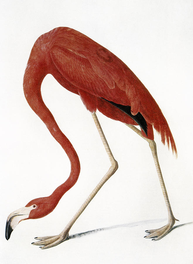 american flamingo