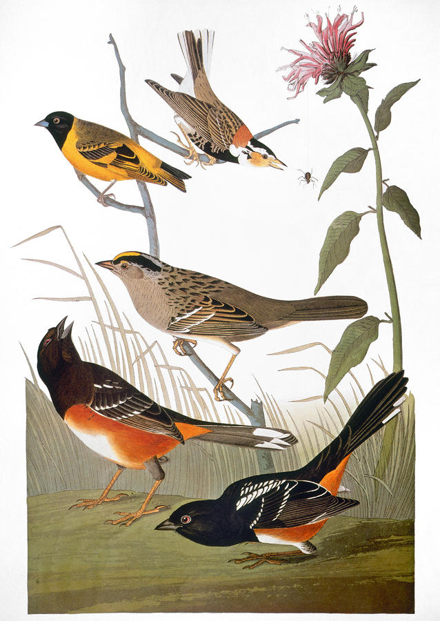 Audubon Prints