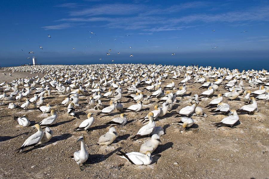  - australasian-gannet-colony-tony-camacho