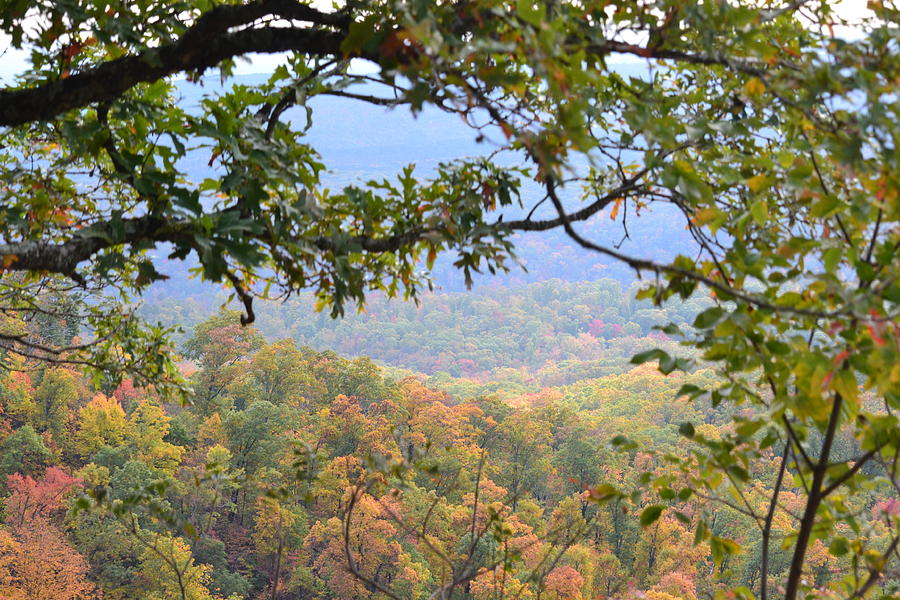 Autumn Canopy Photograph By Carman Turner Fine Art America