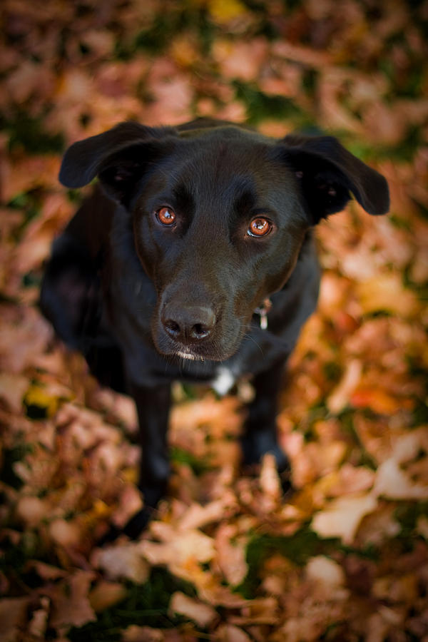 Autumn Dog