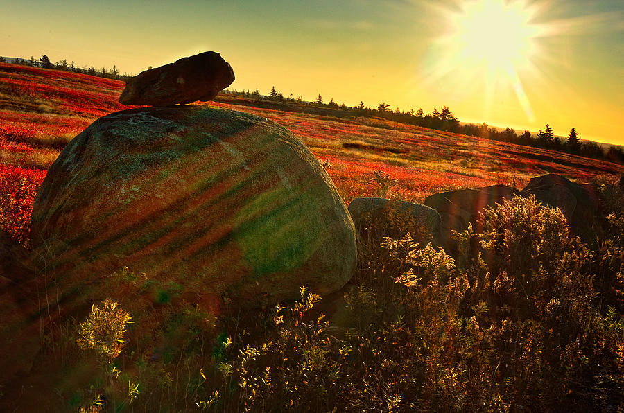 Berry Field