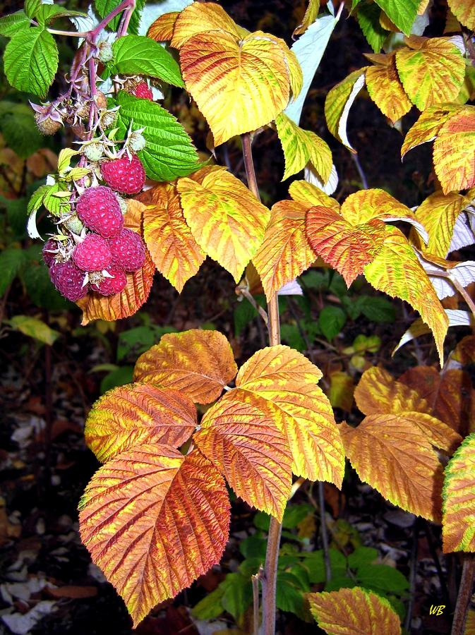 Autumn Raspberries