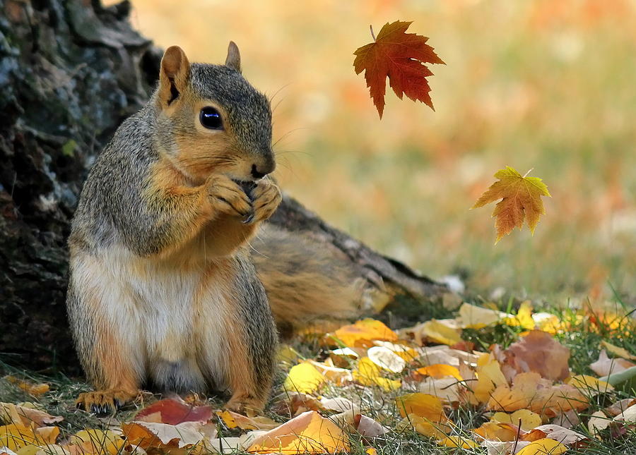 Madame Mollys Magickal Musings Mabon Autumn Equinox 