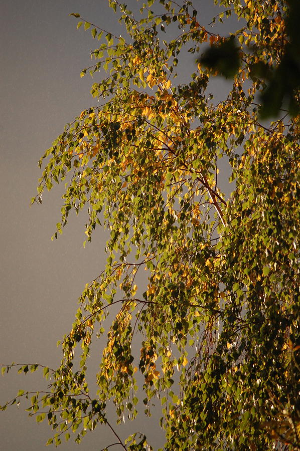  - autumn-trees-i-dickon-thompson