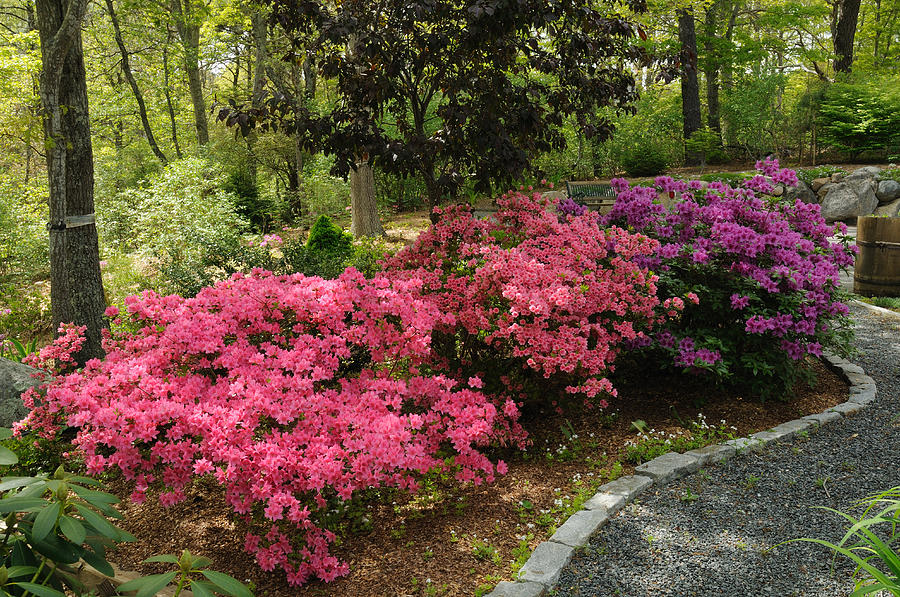 Azaleas In Bloom In A Wooded Garden Photograph by Darlyne A. Murawski