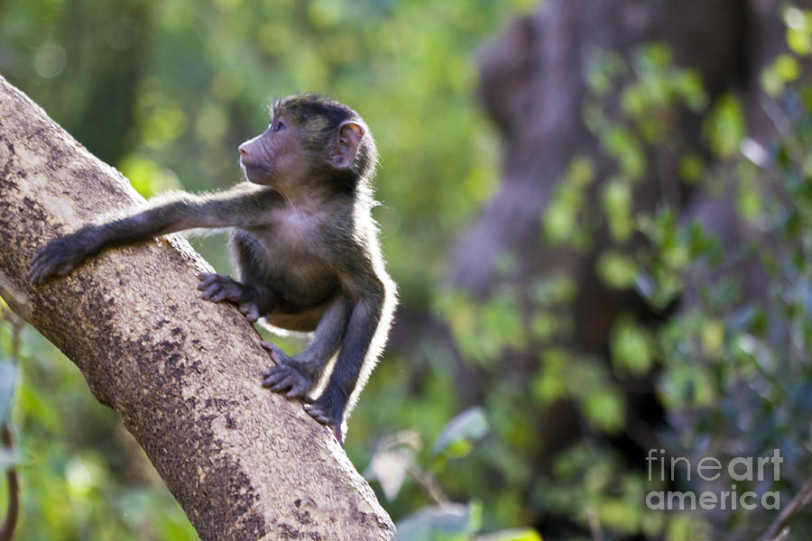 Baboon Tree