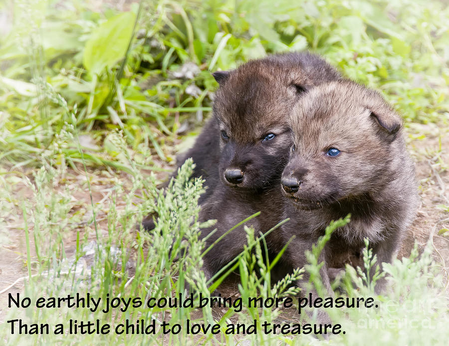 Baby Timber Wolves