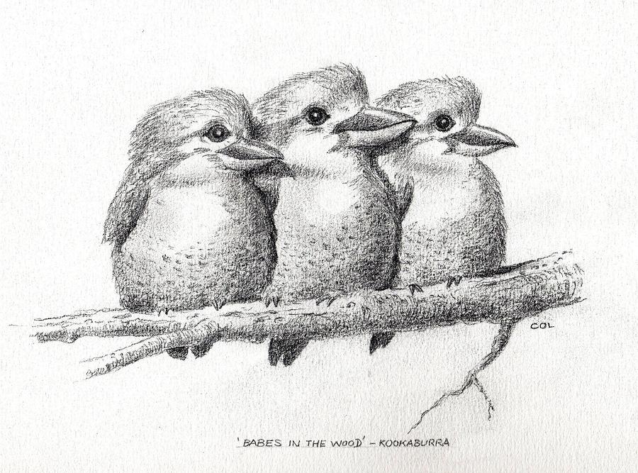 Baby Kookaburras Drawing