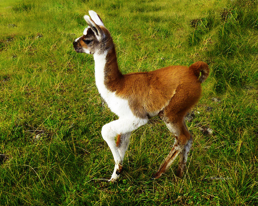 Baby Llama Photograph - Baby Llama Fine Art Print Baby Llama Photograph - Baby Llama Fine Art Print