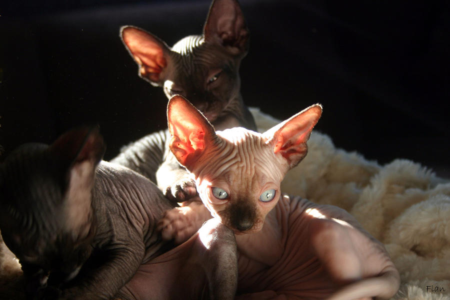 Baby Sphynx Cats Photograph