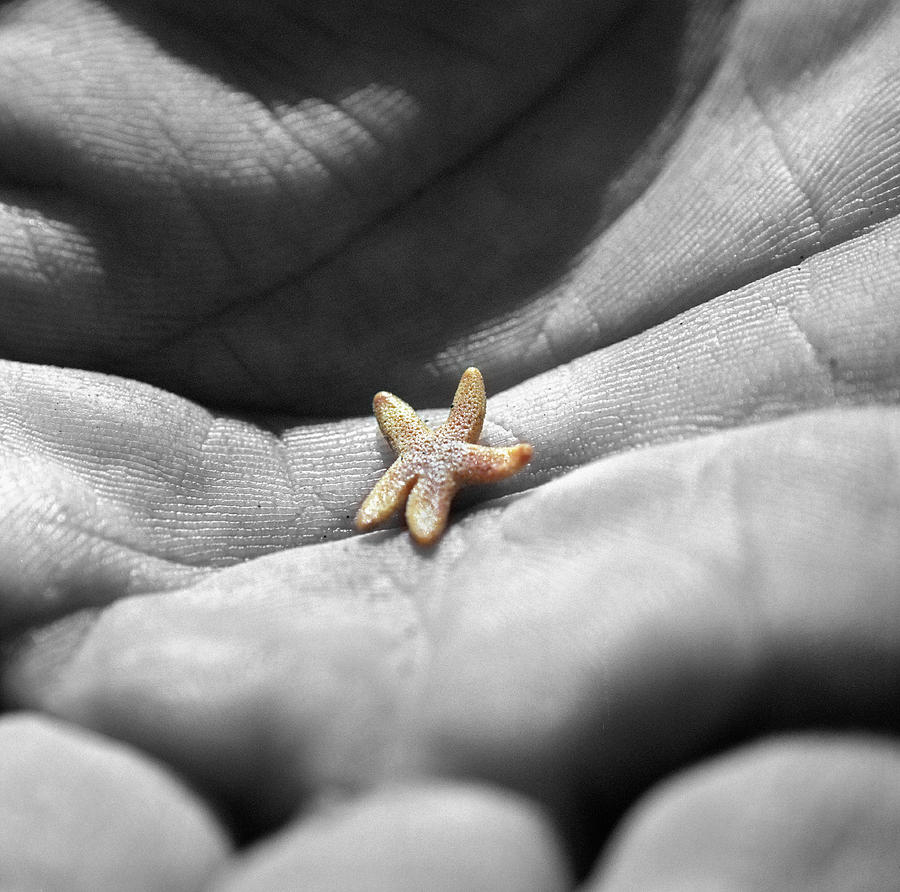 baby starfishes