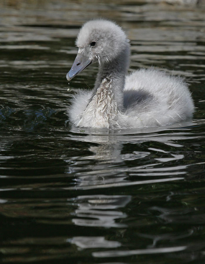 cuddly swan