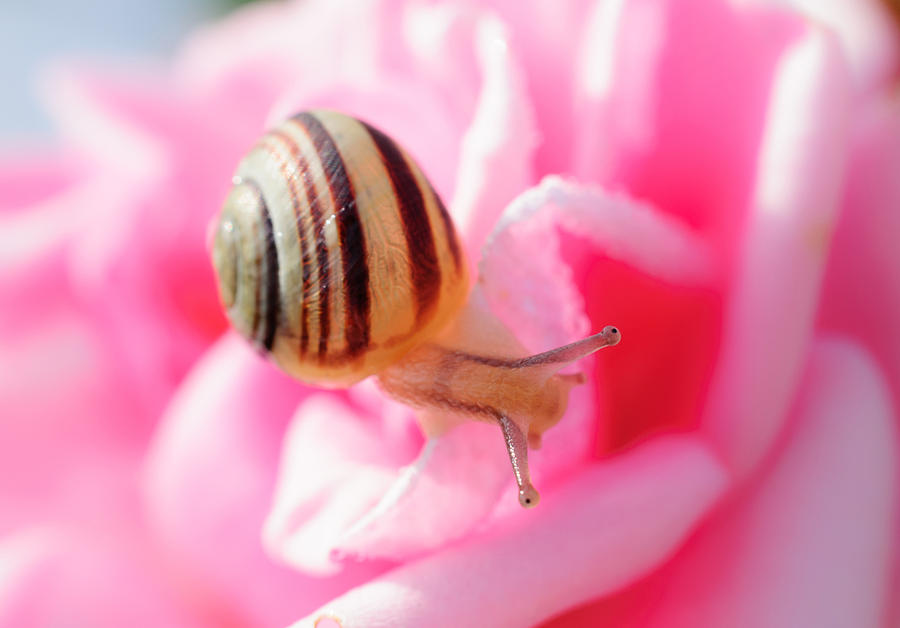 sweet snail