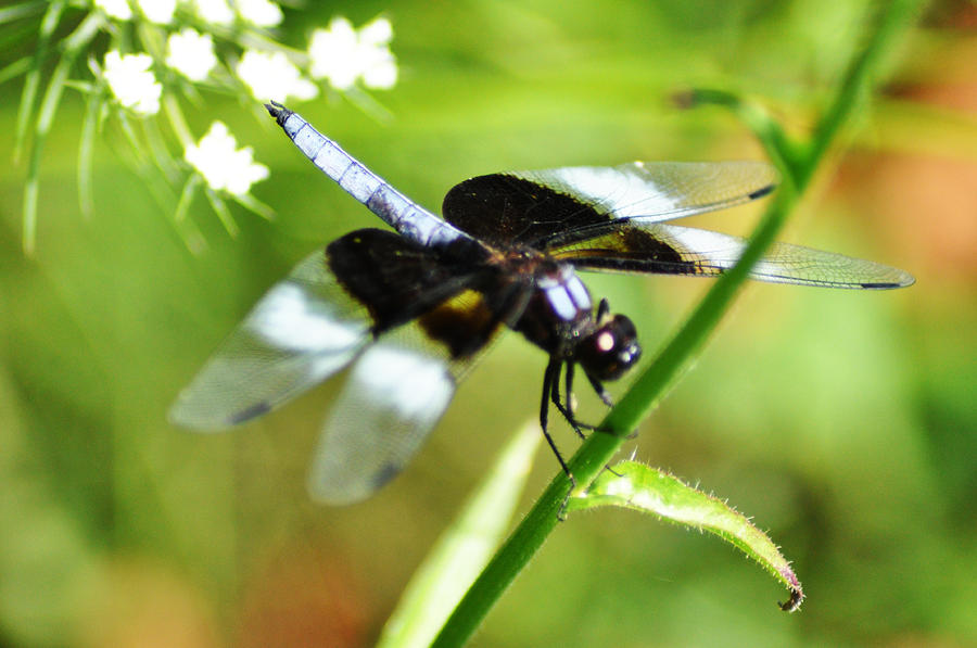 Dragonfly Black