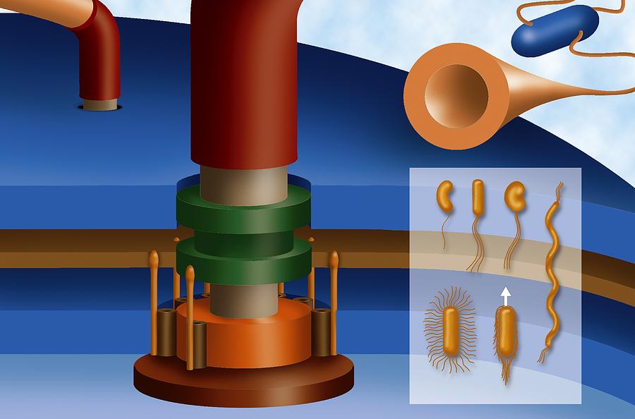 Bacterial Flagellum