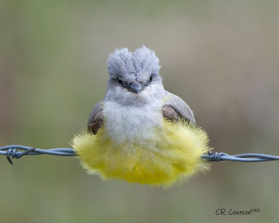 Ball Of Fluff