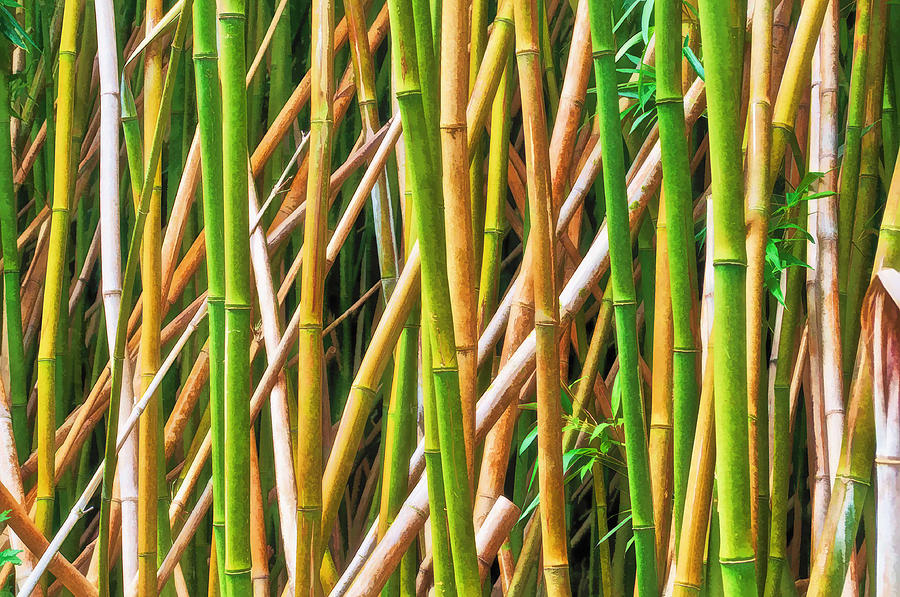  - bamboo-forest-joe-carini