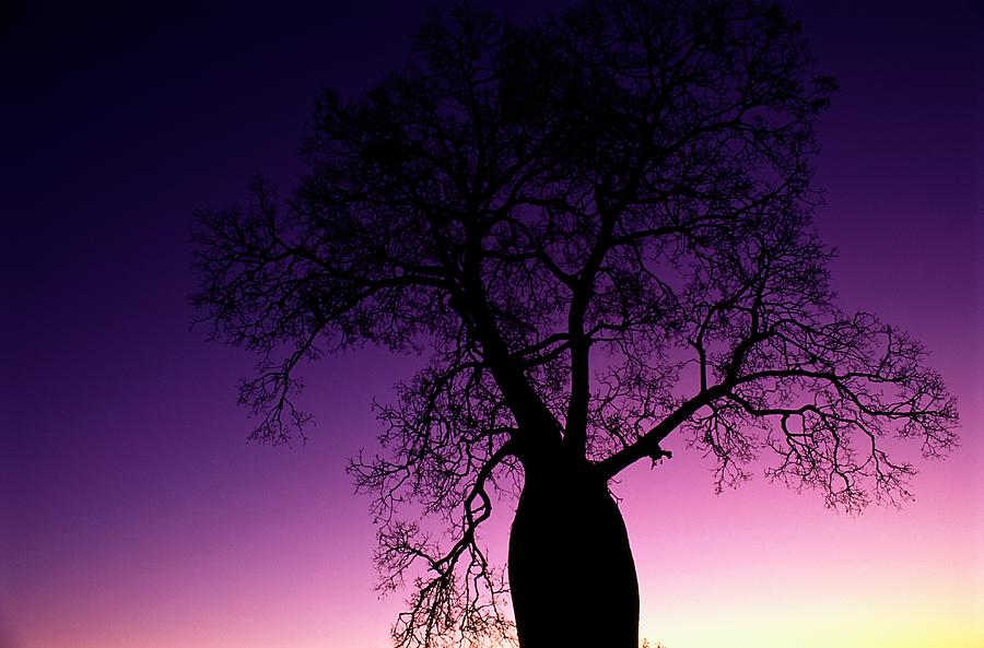 Boab Tree Silhouette