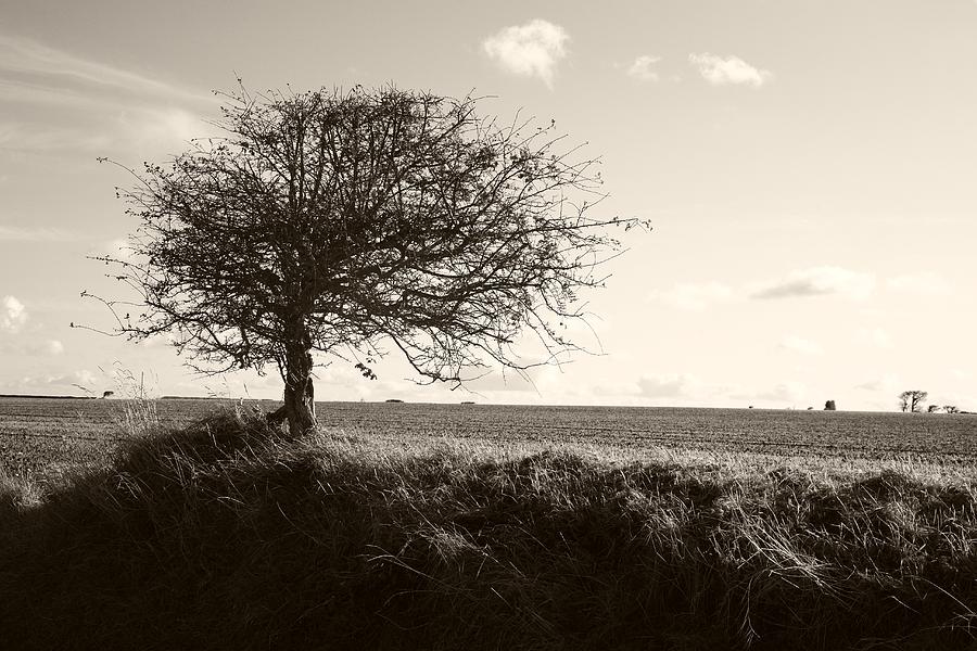 Bare Tree Photograph By Victor De Schwanberg Fine Art America