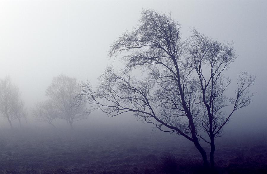 Bare Trees In Thick Fog Peak District Photograph By John Doornkamp