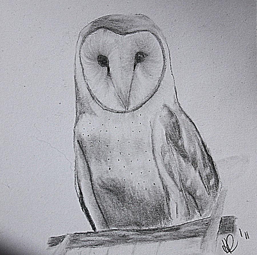 Barn Owl Drawing
