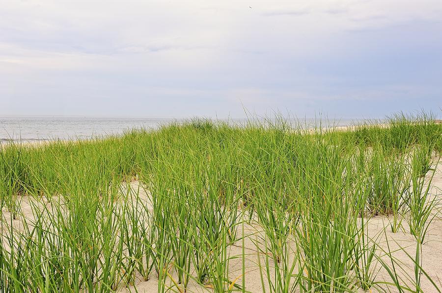 Beach Grass View Photograph By Tim Doubrava