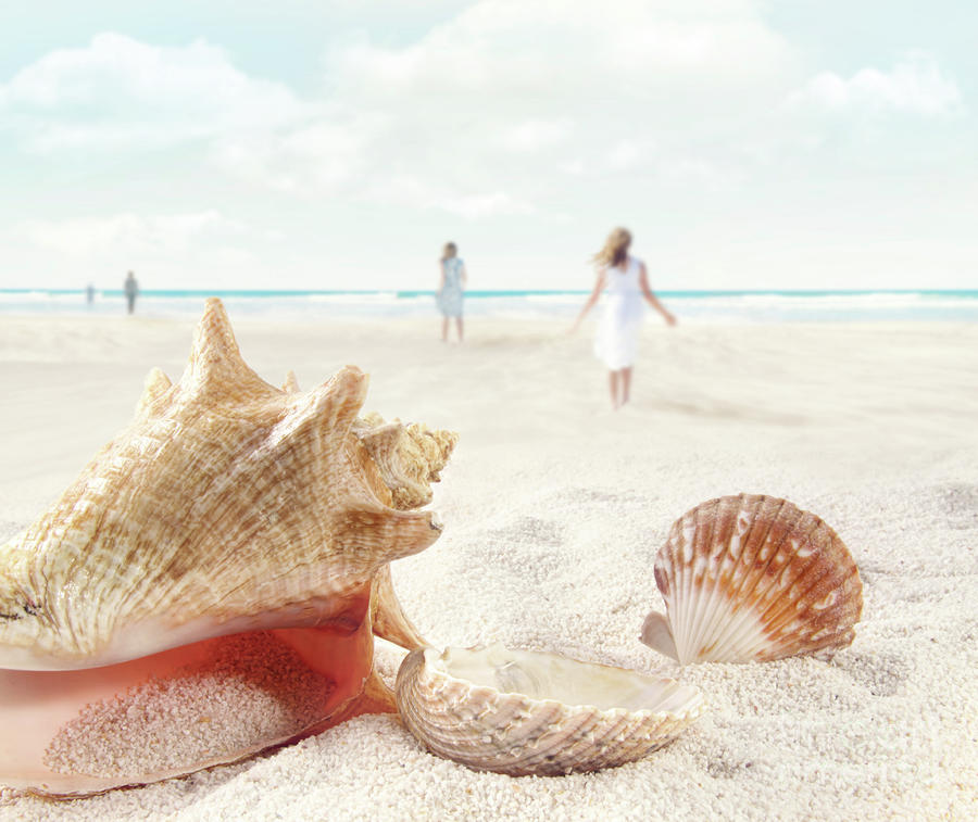 Seashell On Beach