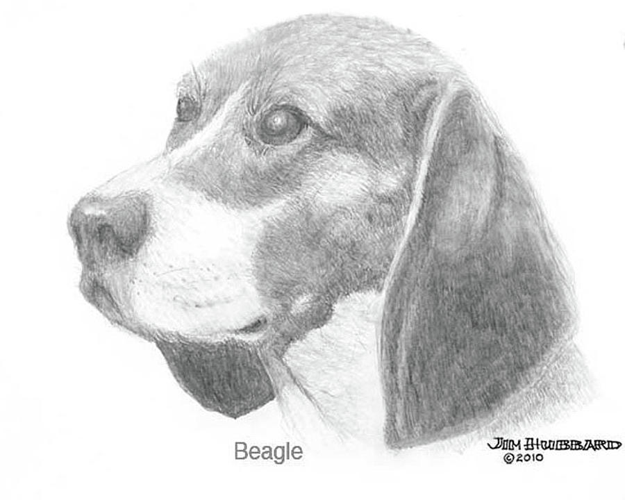 Beagle Drawing by Jim Hubbard