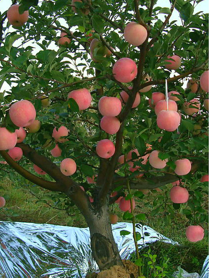 blossoming apple tree