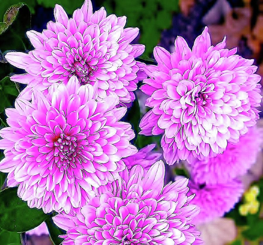 beautiful Pink Flowers by Autumn LeAnn