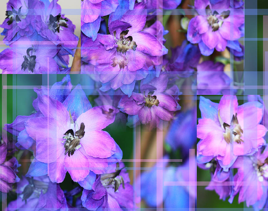 Beautiful Blue And Purple Flowers