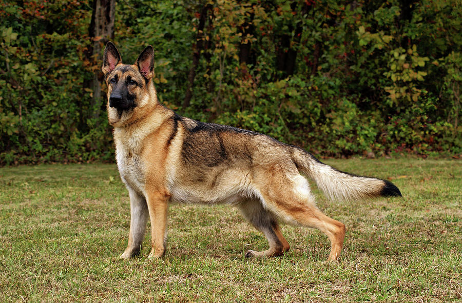 Get champion german shepherd for sale