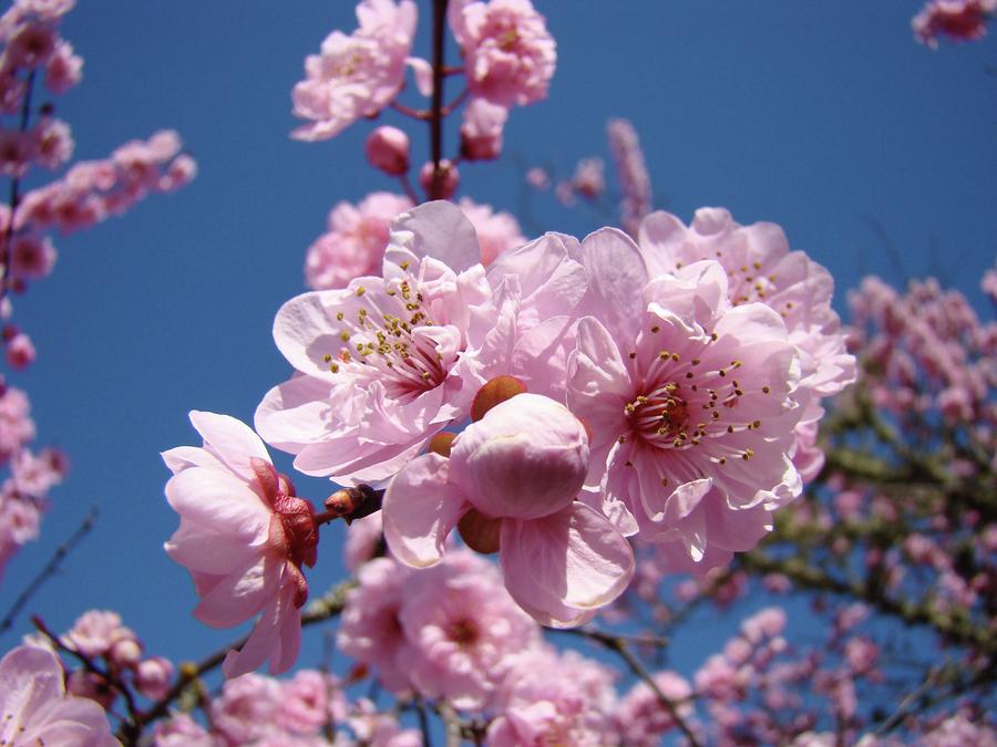 Beautiful Spring Trees