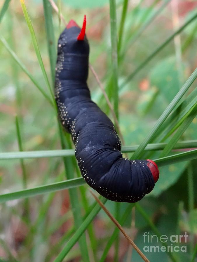 Bedstraw Hawk Moth Larva Photograph