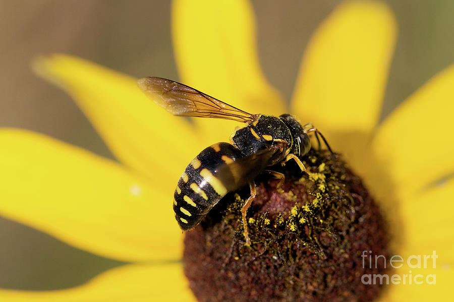  - bee-on-a-black-eyed-susan-karina-perez