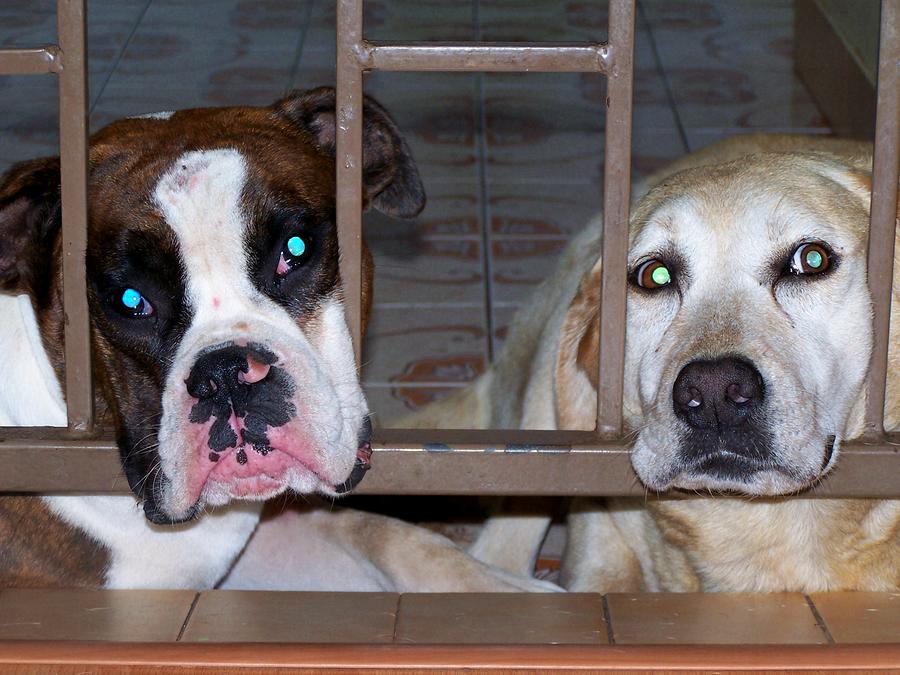  - behind-bars-vijay-sharon-govender