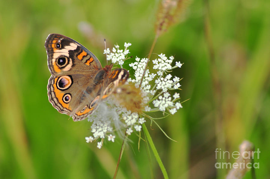  - behind-the-milkweed-ginger-harris