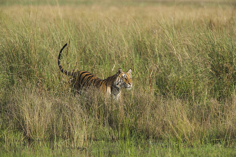 [Image: bengal-tiger-in-tall-grass-theo-allofs.jpg]