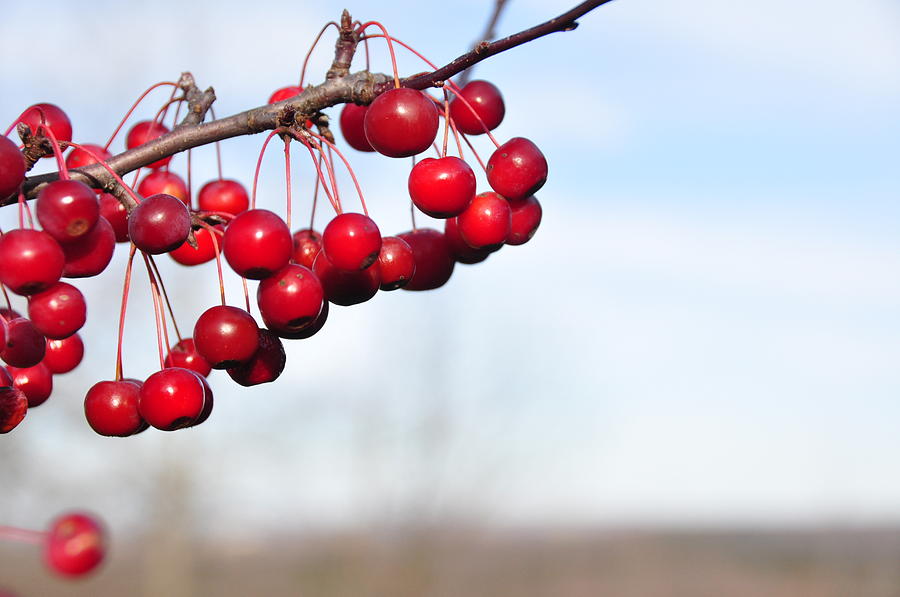  - berry-red-ii-josephine-earley