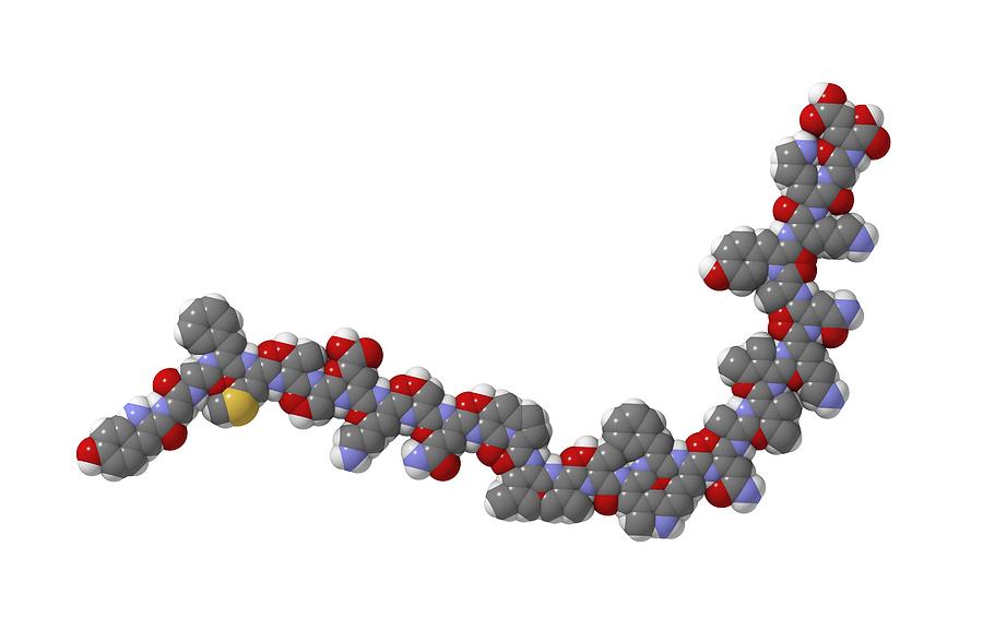 endorphin molecule