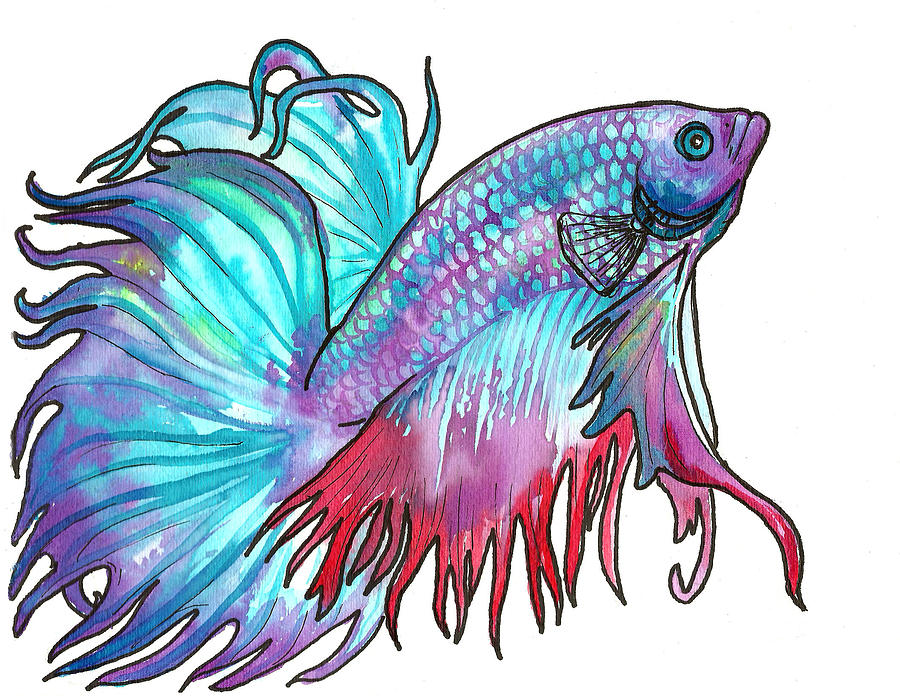 Betta Fish