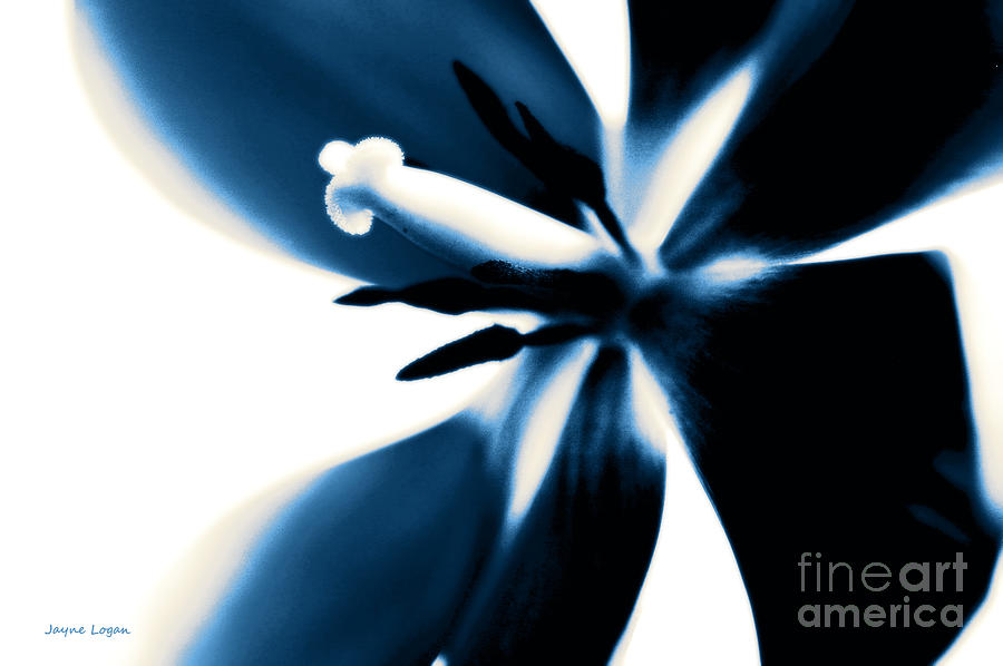 a blue tulip
