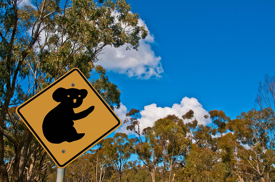  - beware-of-koalas-paul-donohoe