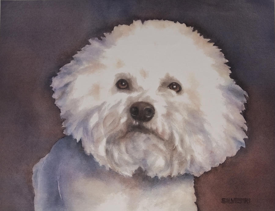 dog bichon frise