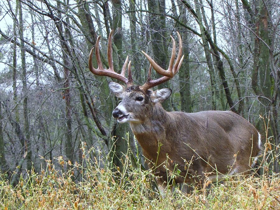 Big Whitetail Buck 10pt By Mitch Spillane