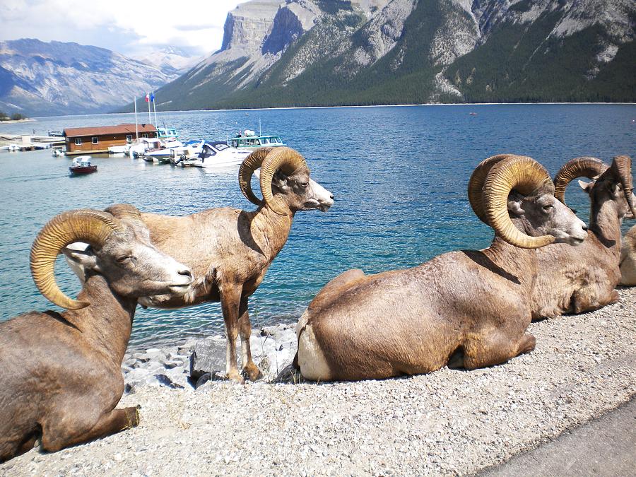  - bighorn-sheep-by-the-lake-w-bruce-watts